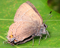 Lycaenidae: Porte-queues